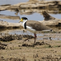 Vanellus miles (Masked Lapwing) at Throsby, ACT - 20 Nov 2024 by RodDeb