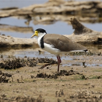 Vanellus miles (Masked Lapwing) at Throsby, ACT - 20 Nov 2024 by RodDeb