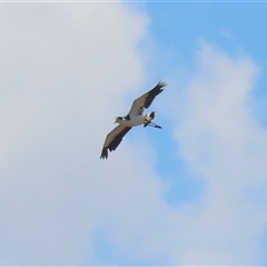 Vanellus miles at Throsby, ACT - 20 Nov 2024 12:02 PM