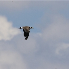 Vanellus miles at Throsby, ACT - 20 Nov 2024 12:02 PM