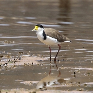 Vanellus miles at Throsby, ACT - 20 Nov 2024