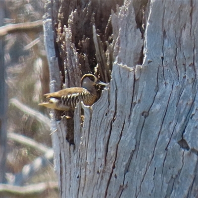 Malacorhynchus membranaceus (Pink-eared Duck) at Throsby, ACT - 20 Nov 2024 by RodDeb