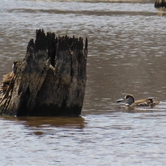 Malacorhynchus membranaceus at Throsby, ACT - 20 Nov 2024