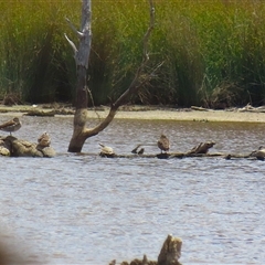 Malacorhynchus membranaceus at Throsby, ACT - 20 Nov 2024