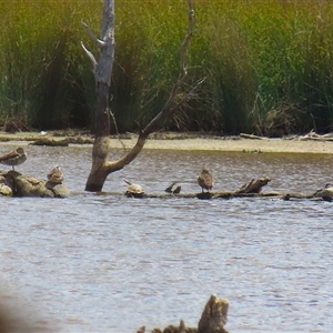 Malacorhynchus membranaceus at Throsby, ACT - 20 Nov 2024