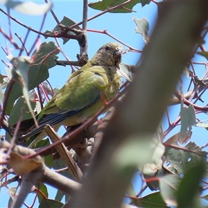 Psephotus haematonotus at Throsby, ACT - 20 Nov 2024