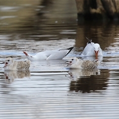 Chroicocephalus novaehollandiae (Silver Gull) at Throsby, ACT - 20 Nov 2024 by RodDeb