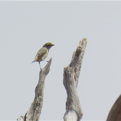 Pardalotus striatus (Striated Pardalote) at Throsby, ACT - 20 Nov 2024 by RodDeb