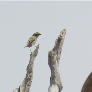 Pardalotus striatus (Striated Pardalote) at Throsby, ACT by RodDeb