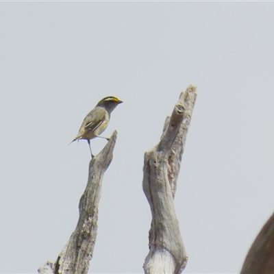 Pardalotus striatus (Striated Pardalote) at Throsby, ACT - 20 Nov 2024 by RodDeb