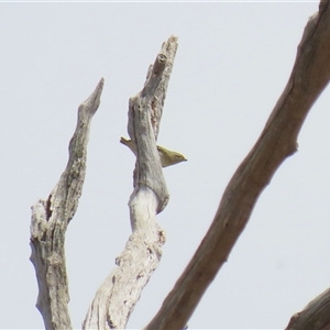 Pardalotus striatus at Throsby, ACT - 20 Nov 2024