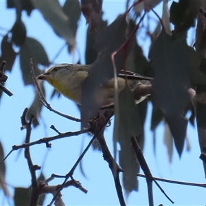 Pardalotus striatus at Throsby, ACT - 20 Nov 2024