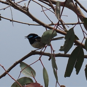 Malurus cyaneus at Throsby, ACT - 20 Nov 2024 11:28 AM