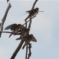 Hirundo neoxena (Welcome Swallow) at Throsby, ACT - 20 Nov 2024 by RodDeb