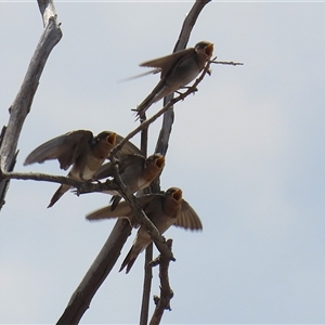 Hirundo neoxena at Throsby, ACT by RodDeb