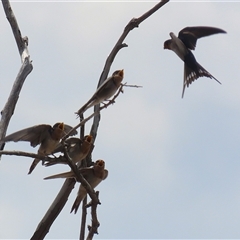 Hirundo neoxena at Throsby, ACT - 20 Nov 2024