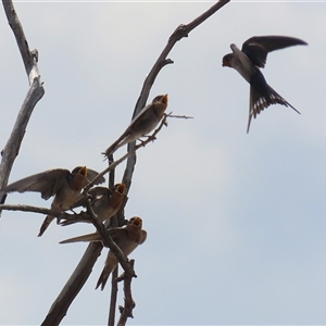 Hirundo neoxena at Throsby, ACT - 20 Nov 2024 12:10 PM