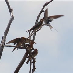 Hirundo neoxena at Throsby, ACT - 20 Nov 2024