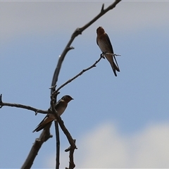 Hirundo neoxena at Throsby, ACT - 20 Nov 2024