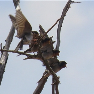 Hirundo neoxena at Throsby, ACT - 20 Nov 2024 12:10 PM