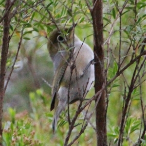 Zosterops lateralis at Higgins, ACT by Jennybach