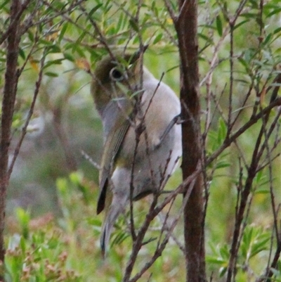 Zosterops lateralis at Higgins, ACT - 24 Nov 2014 by Jennybach