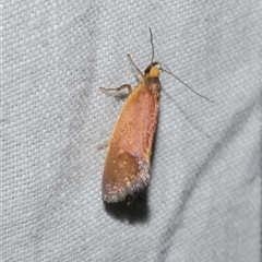 Delexocha ochrocausta at Freshwater Creek, VIC - 16 Nov 2024 by WendyEM