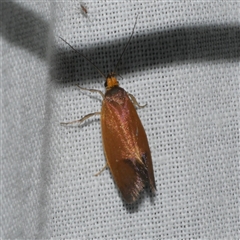 Delexocha ochrocausta at Freshwater Creek, VIC - 17 Nov 2024