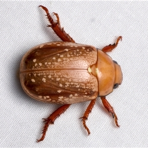 Anoplognathus concolor at Bulli, NSW by jb2602