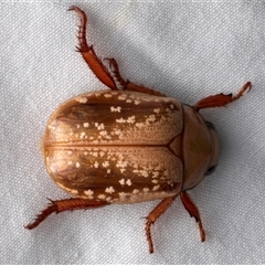 Anoplognathus concolor at suppressed - suppressed
