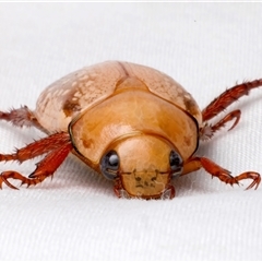Anoplognathus concolor at suppressed - suppressed