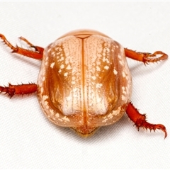 Anoplognathus concolor at suppressed - 20 Nov 2024