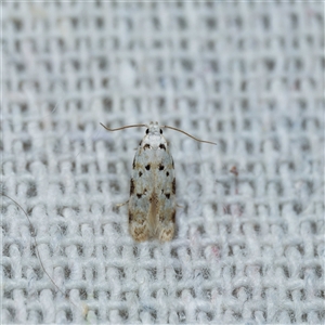 Unidentified Concealer moth (Oecophoridae) at Harrison, ACT by DPRees125