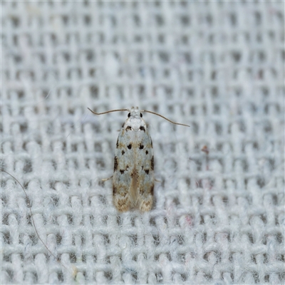 Erechthias simulans (A Clothes moth (Erechthiinae) by DPRees125