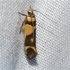 Macrobathra chrysotoxa (A Cosmet moth (Cosmopteriginae) at Freshwater Creek, VIC - 16 Nov 2024 by WendyEM