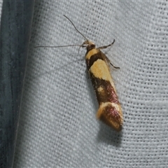 Macrobathra chrysotoxa at Freshwater Creek, VIC - 16 Nov 2024