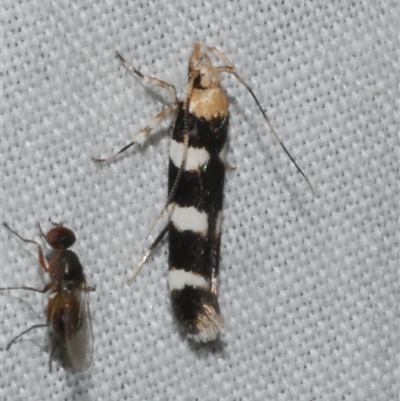Limnaecia camptosema (A Cosmet moth (Cosmopteriginae) at Freshwater Creek, VIC - 17 Nov 2024 by WendyEM