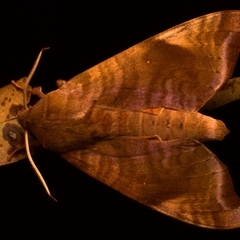 Unidentified Hawk moth (Sphingidae) at Bulli, NSW - 20 Nov 2024 by jb2602