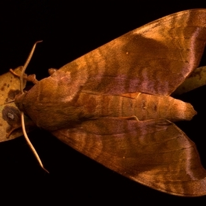 Unidentified Hawk moth (Sphingidae) at Bulli, NSW by jb2602