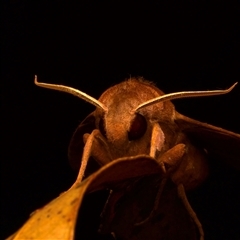 Acosmeryx cinnamomea at Bulli, NSW - 20 Nov 2024