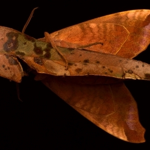 Acosmeryx cinnamomea at Bulli, NSW - 20 Nov 2024