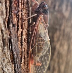 Yoyetta denisoni (Black Firetail Cicada) at Whitlam, ACT - 21 Nov 2024 by Wolfdogg