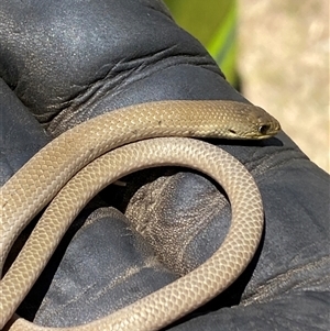 Delma inornata at Whitlam, ACT by SteveBorkowskis