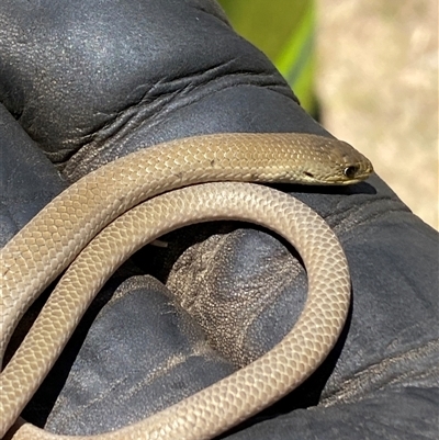 Delma inornata (Olive Legless-lizard) at Whitlam, ACT - 21 Nov 2024 by SteveBorkowskis