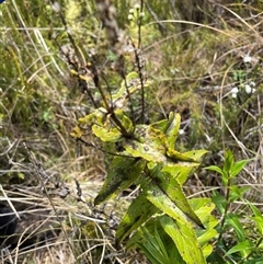 Veronica sp. at Cotter River, ACT - 20 Nov 2024 by nathkay