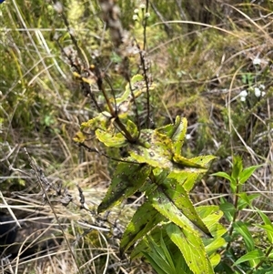 Veronica derwentiana subsp. maideniana at Cotter River, ACT - 20 Nov 2024