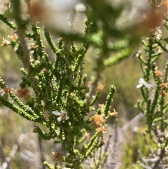 Unidentified Plant at Cotter River, ACT - 20 Nov 2024 by nathkay