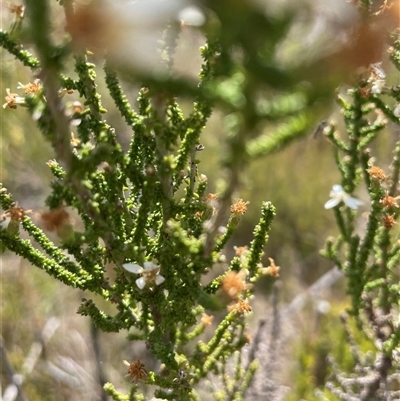 Olearia floribunda (Heath Daisy-bush) at Cotter River, ACT - 20 Nov 2024 by nathkay