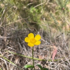 Ranunculus sp. at Cotter River, ACT - 20 Nov 2024 by nathkay