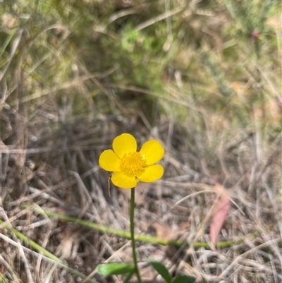 Ranunculus sp. at Cotter River, ACT - 20 Nov 2024 by nathkay